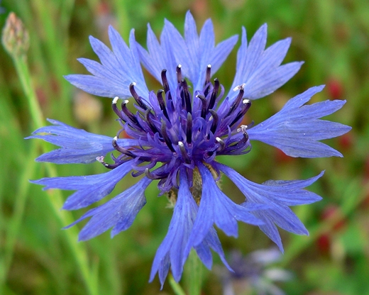 {Cyanus segetum}